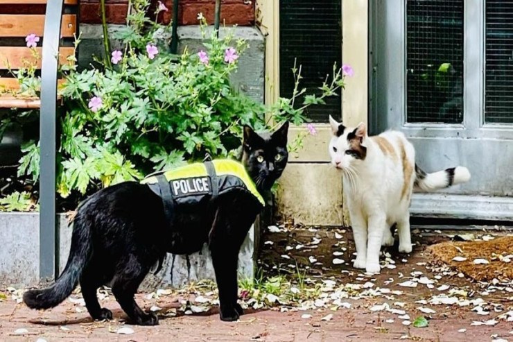  Pişiyə polis vəzifəsi tapşırıldı - FOTO 