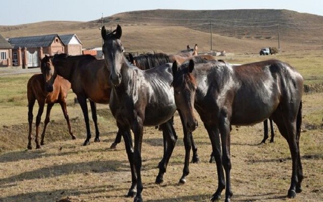  At almağa getmişdi, 15 yaşlı qızı qaçırdı 